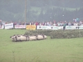 Rebaño de ovejas durante la prueba