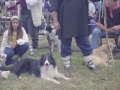 Pastores con sus perros y detrás el público asistente al concurso
