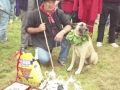 Pastor y perro premiados
