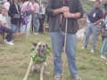 Pastor con su perro
