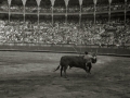 CORRIDA DE TOROS EN LA PLAZA DE "EL TXOFRE". (Foto 6/79)