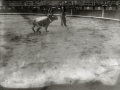 CORRIDA DE TOROS EN UNA PLAZA. (Foto 7/61)