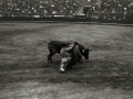 CORRIDA DE TOROS EN UNA PLAZA. (Foto 16/61)