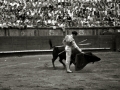 CORRIDA DE TOROS EN UNA PLAZA. (Foto 56/61)