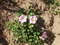 Naturaleza Dunas y Marismas