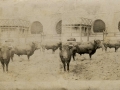 San Sebastián : los toros en el chiquero de la plaza de toros