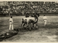 Corrida de toros : el arrastre = entreinement du taureau = the wearing of the bull