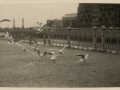 San Sebastián : gaviotas en el paseo de la República de Argentina
