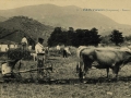 País Vasco (Guipúzcoa) : faenas agrícolas / Cliché Aguire