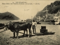 San Sebastián : bueyes atados a una trainara [sic] arrastran[d]o en las calles / ND Fot.