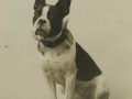 San Sebastián : el perro Troi posando ante el fotógrafo