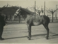 San Sebastián : un caballo en el paseo de la Concha