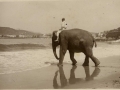 San Sebastián : elefante del circo bañándose en la playa de Ondarreta