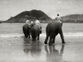 ELEFANTES DEL CIRCO KRONER EN LA PLAYA DE LA CONCHA. (Foto 1/5)