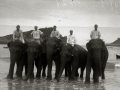 ELEFANTES DEL CIRCO KRONER EN LA PLAYA DE LA CONCHA. (Foto 2/5)