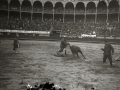 ESPECTACULO COMICO TAURINO EN LA PLAZA DE TOROS DE "EL TXOFRE". (Foto 6/7)