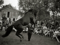 EXHIBICION DE CABALLOS EN LA YEGUADA MILITAR DE LORE-TOKI EN HERNANI. (Foto 2/12)