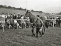 EXHIBICION DE CABALLOS EN LA YEGUADA MILITAR DE LORE-TOKI EN HERNANI. (Foto 3/12)