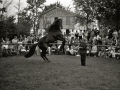 EXHIBICION DE CABALLOS EN LA YEGUADA MILITAR DE LORE-TOKI EN HERNANI. (Foto 6/12)