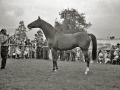 EXHIBICION DE CABALLOS EN LA YEGUADA MILITAR DE LORE-TOKI EN HERNANI. (Foto 7/12)