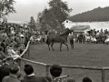 EXHIBICION DE CABALLOS EN LA YEGUADA MILITAR DE LORE-TOKI EN HERNANI. (Foto 11/12)