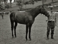 EXHIBICION DE CABALLOS EN LA YEGUADA MILITAR DE LORE-TOKI EN HERNANI. (Foto 12/12)