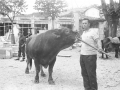Hombre con un ejemplar de ganado