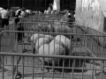 Feria de ganado