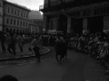 Pottokas en la plaza de los Fueros