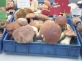 Hongos