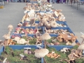 Exposición de setas