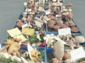 Exposición de setas