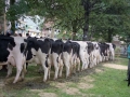 Vacas del concurso de ganado