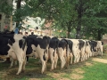 Vacas del concurso de ganado