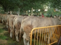 Ejemplares del concurso de ganado