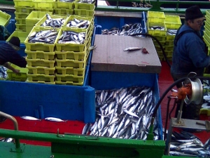 Berdelaren kanpaina.