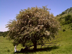 Aralargo Ata araneko elorri zuria