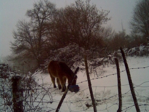 pottoka elurretan aralarren