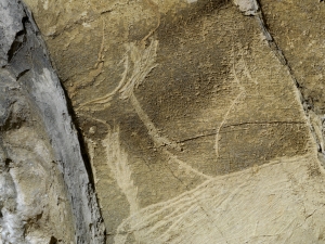 Antilope saiga de Altxerri