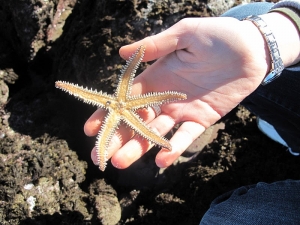 Flysch (Deba Zumaia biotopoa)