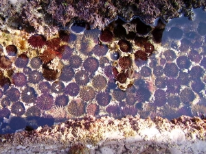 Flysch (deba zumaia biotopoa)