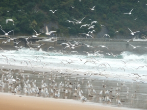 ZARAGaviotas3