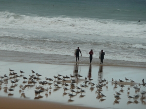 Surflariak eta kaioak