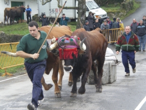 Urtetako Jaiak 2010, idiprobak