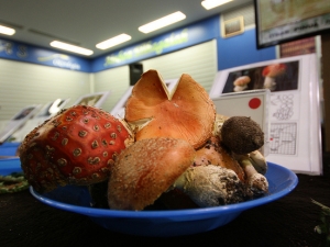 Natur astea, perretxiku erakusketa