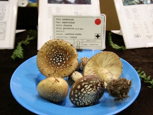 Natur astea, perretxiku erakusketa