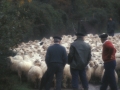 Pastores con ovejas