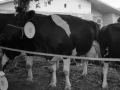Vacas