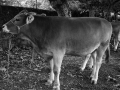 Vacas