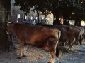Fila de vacas del concurso de ganado del Herri Eguna